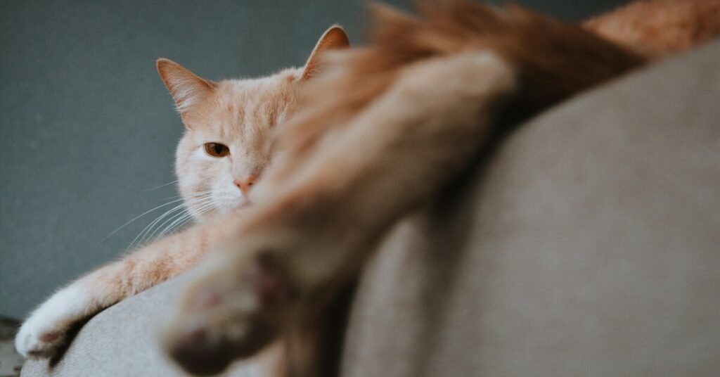 kucing garuk sofa