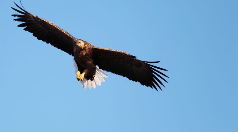 burung paling berbahaya di dunia